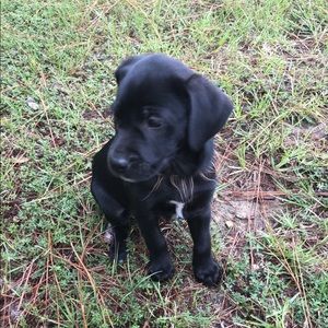 Meet your Posher, Dawson